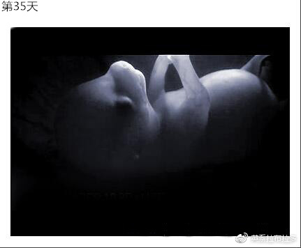 第35天