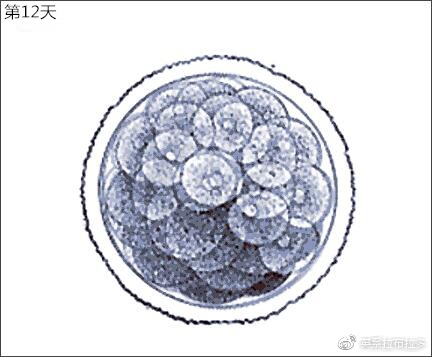 第12天