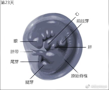第23天
