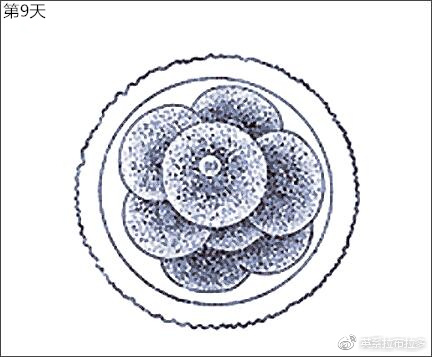 第9天