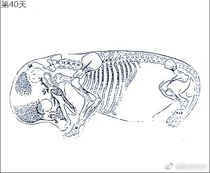 第40天
