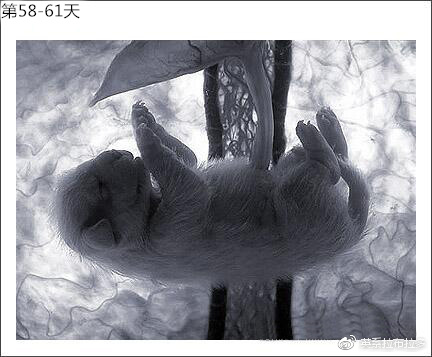第58-61天
