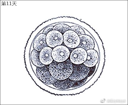 第11天