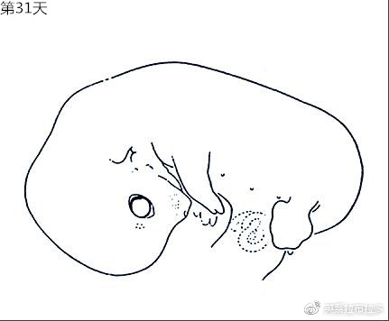 第31天