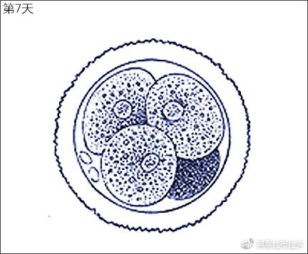 第7天