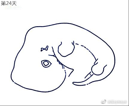 第24天