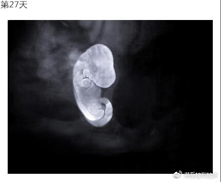 第27天