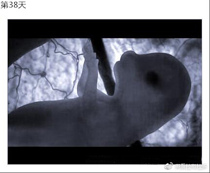 第38天